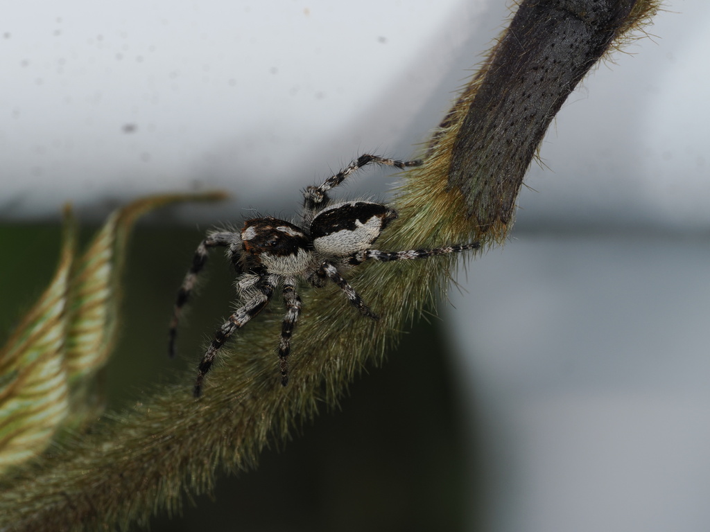 Plexippoides annulipedis