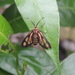 Thyrassia philippina - Photo 由 nopenot 所上傳的 (c) nopenot，保留部份權利CC BY-NC