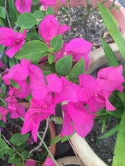 Bougainvillea