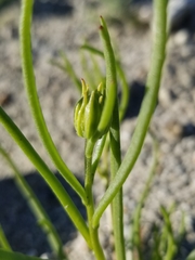 Malacothrix glabrata