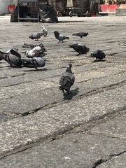 Columba livia domestica