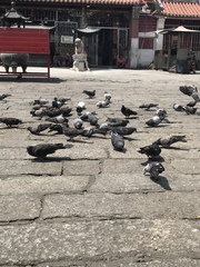 Columba livia domestica