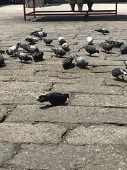 Columba livia domestica