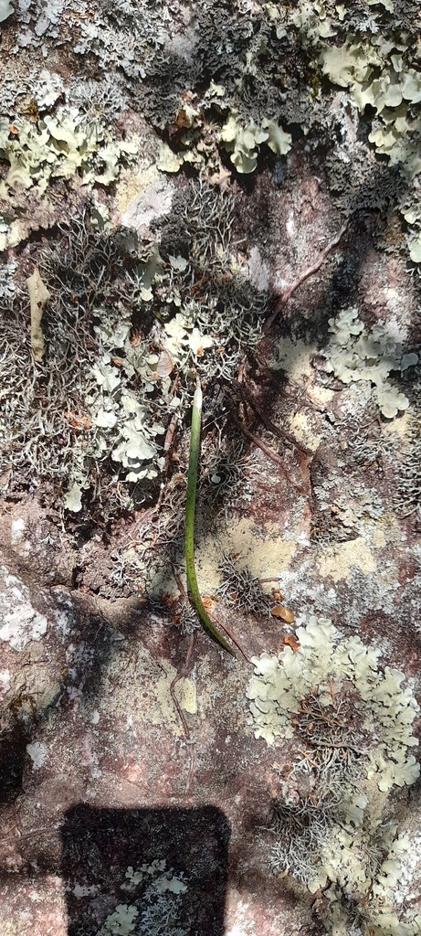 Brassavola flagellaris