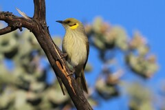 Gray-Fronted Honeyeater photo 2