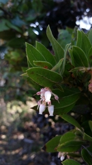 Arctostaphylos virgata