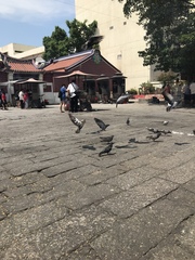 Columba livia domestica