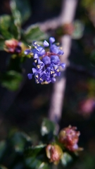 Ceanothus foliosus foliosus