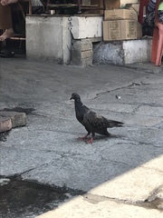 Columba livia domestica