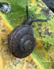 Helminthoglypta sanctaecrucis