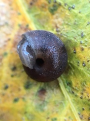 Helminthoglypta sanctaecrucis