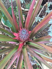 Ananas comosus