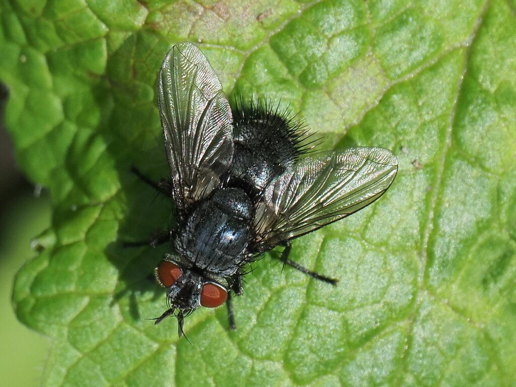 epicampocera-succincta-from-bochum-nord-bochum-deutschland-on