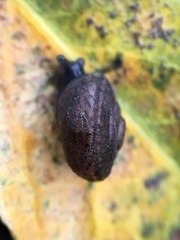 Helminthoglypta sanctaecrucis