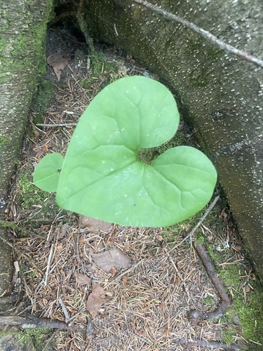 Asarum heterotropoides, photograph 1