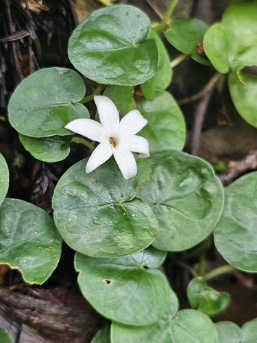 snake pennywort