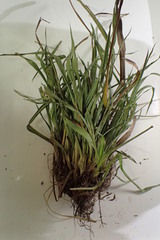 Carex abscondita