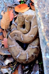 Crotalus willardi willardi