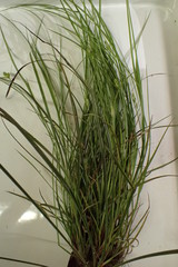 Carex caroliniana