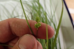 Carex caroliniana