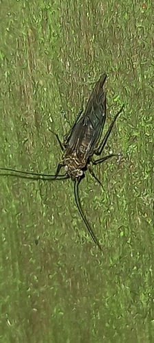 pavoš veľká (Psococerastis gibbosa)