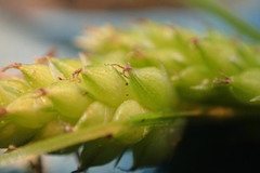 Carex caroliniana