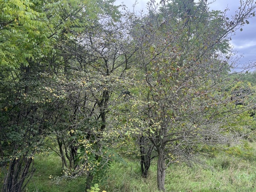 Pringle's hawthorn (Crataegus pringlei)