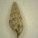 Nassarina - Photo 由 Phil Liff-Grieff 所上傳的 (c) Phil Liff-Grieff，保留部份權利CC BY-NC-SA