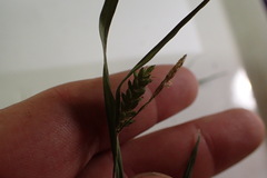 Carex corrugata