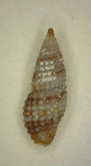 Kermia pumila