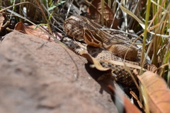 Crotalus willardi willardi