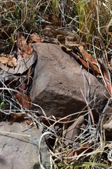 Crotalus willardi willardi