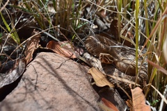 Crotalus willardi willardi