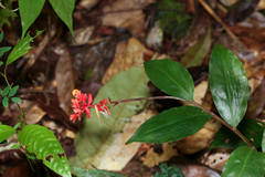 Globba atrosanguinea, photograph (c) dhfischer, some rights reserved (CC BY)