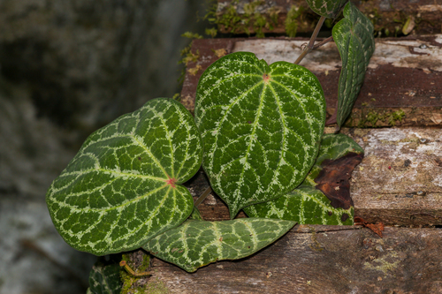 Piper porphyrophyllum