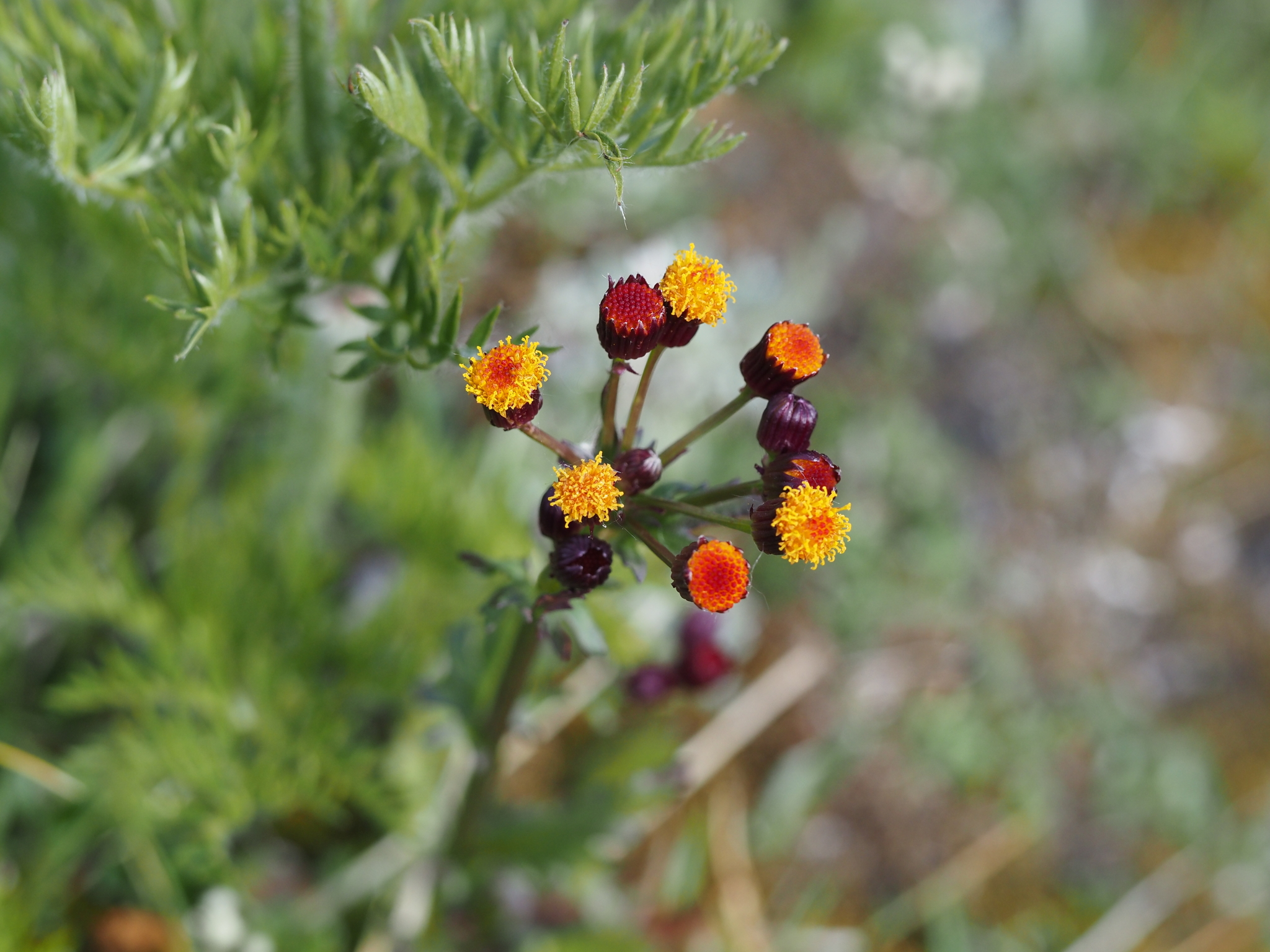 Packera pauciflora