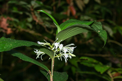 Coral Vine (Corymborkis veratrifolia)