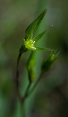 Stellaria nitens