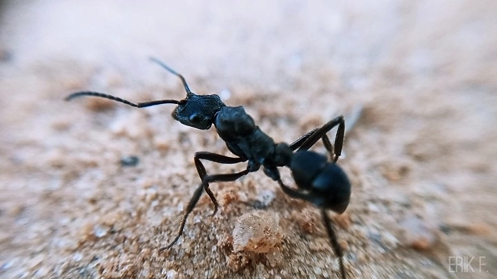 Ectatomma permagnum