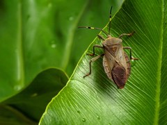 Pachylis laticornis
