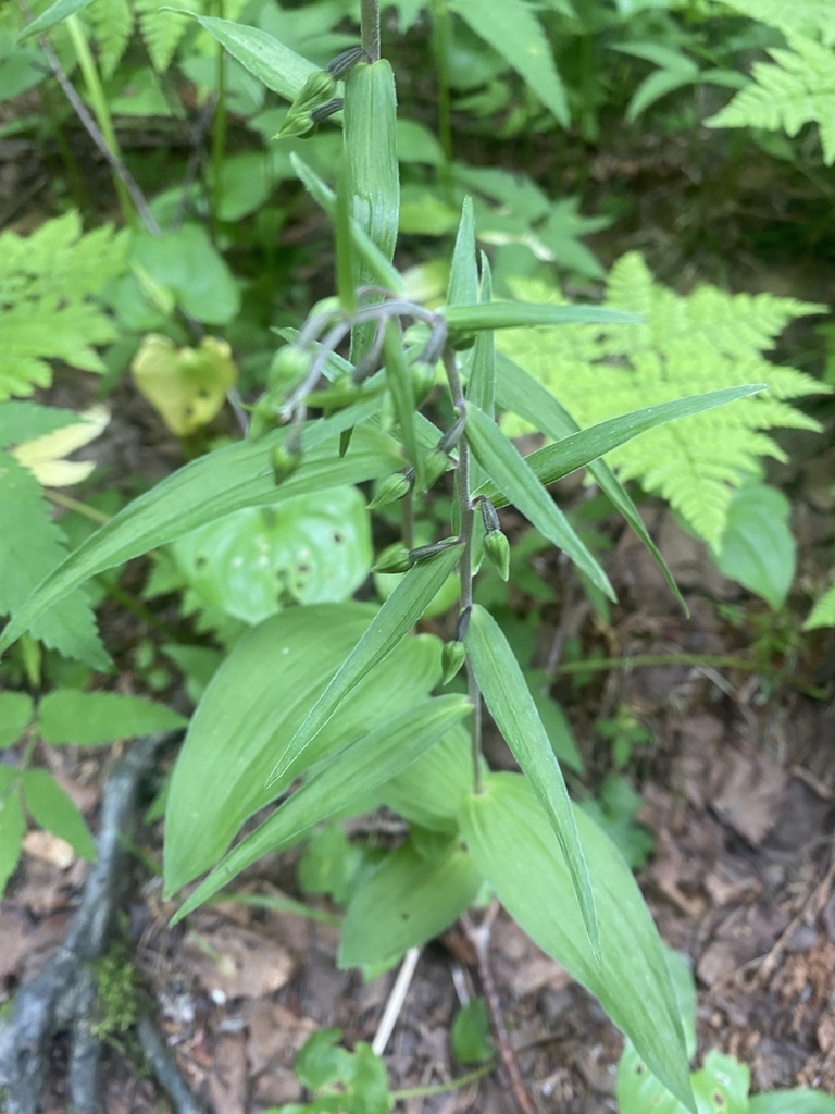 Epipactis papillosa