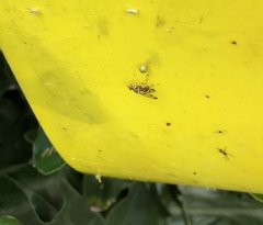 Diptera