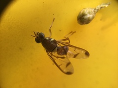 Diptera