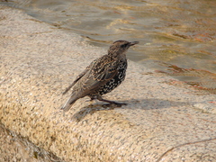 Sturnus vulgaris