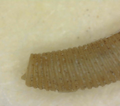 Caecum californicum