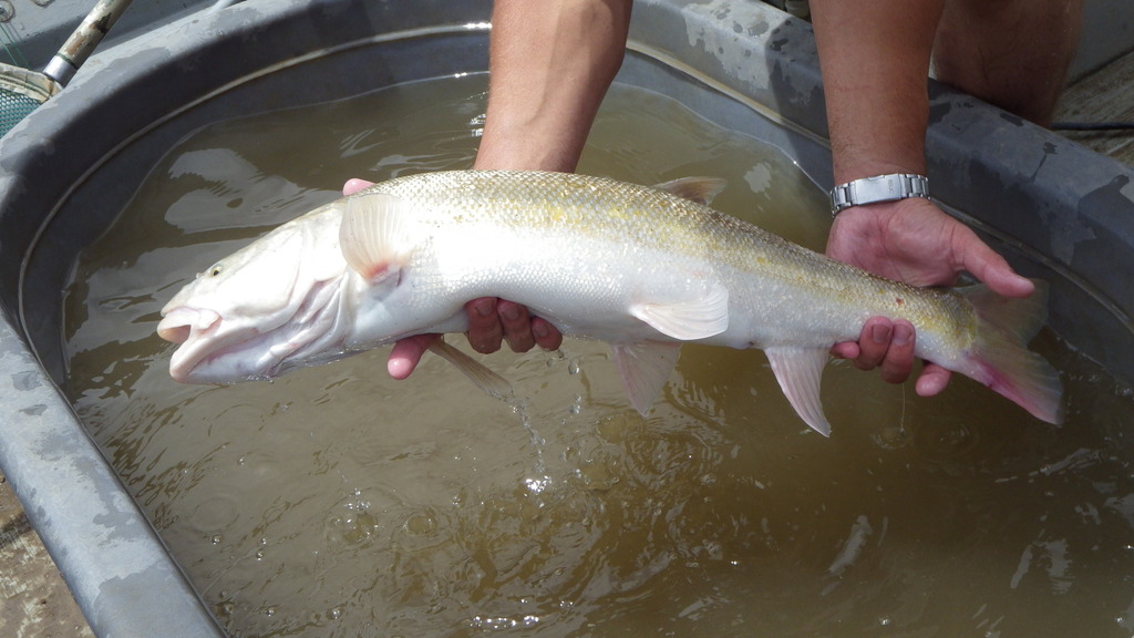 Colorado pikeminnow (Ptychocheilus lucius) — Cyprinidae