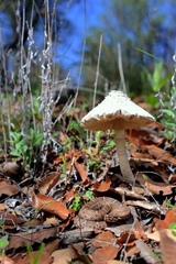 Crotalus willardi willardi