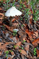 Crotalus willardi willardi