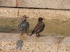 Sturnus vulgaris