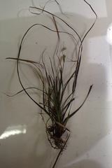 Carex microrhyncha